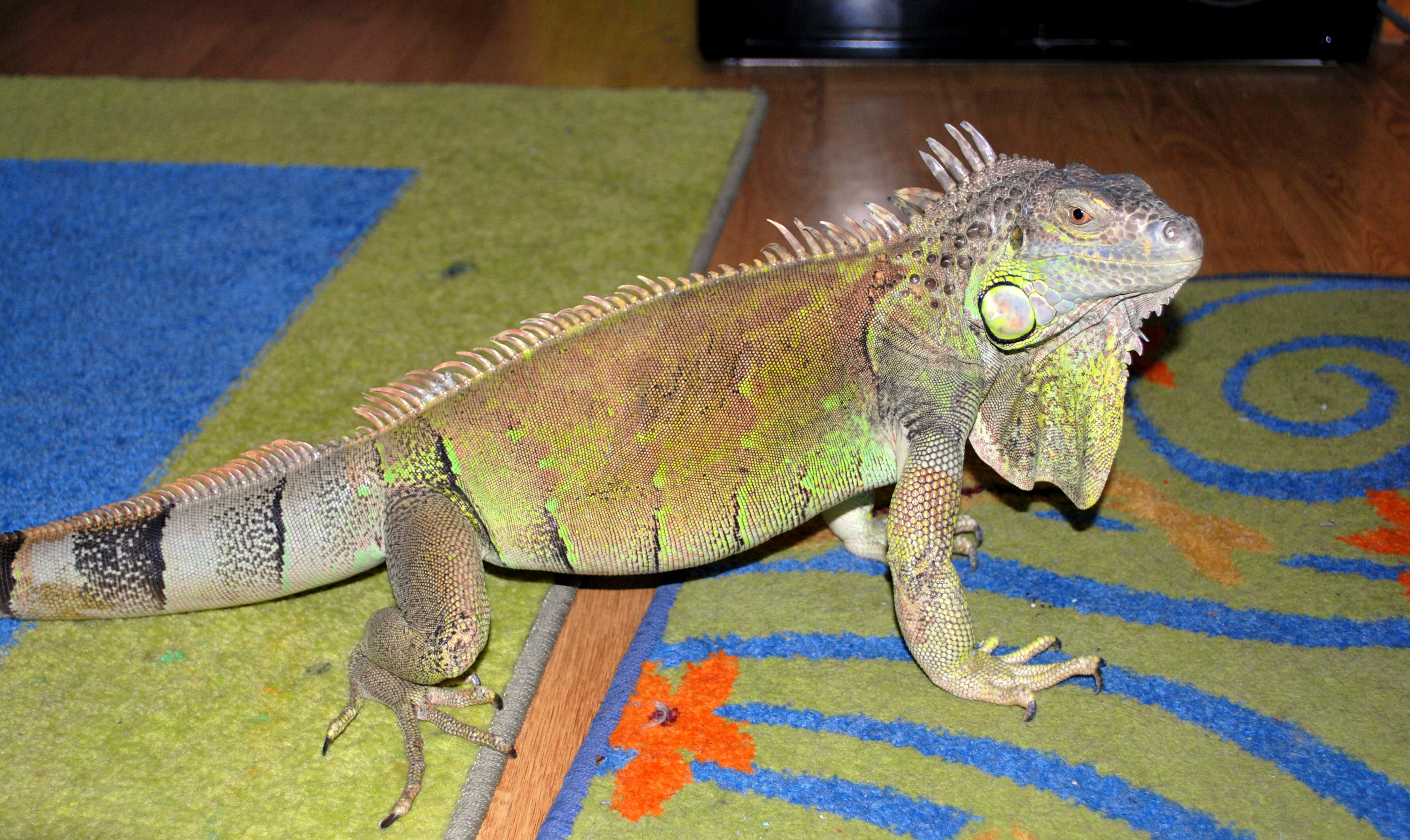 my_green_iguana_full_body_by_thelujidp-d8t4j6m.jpg